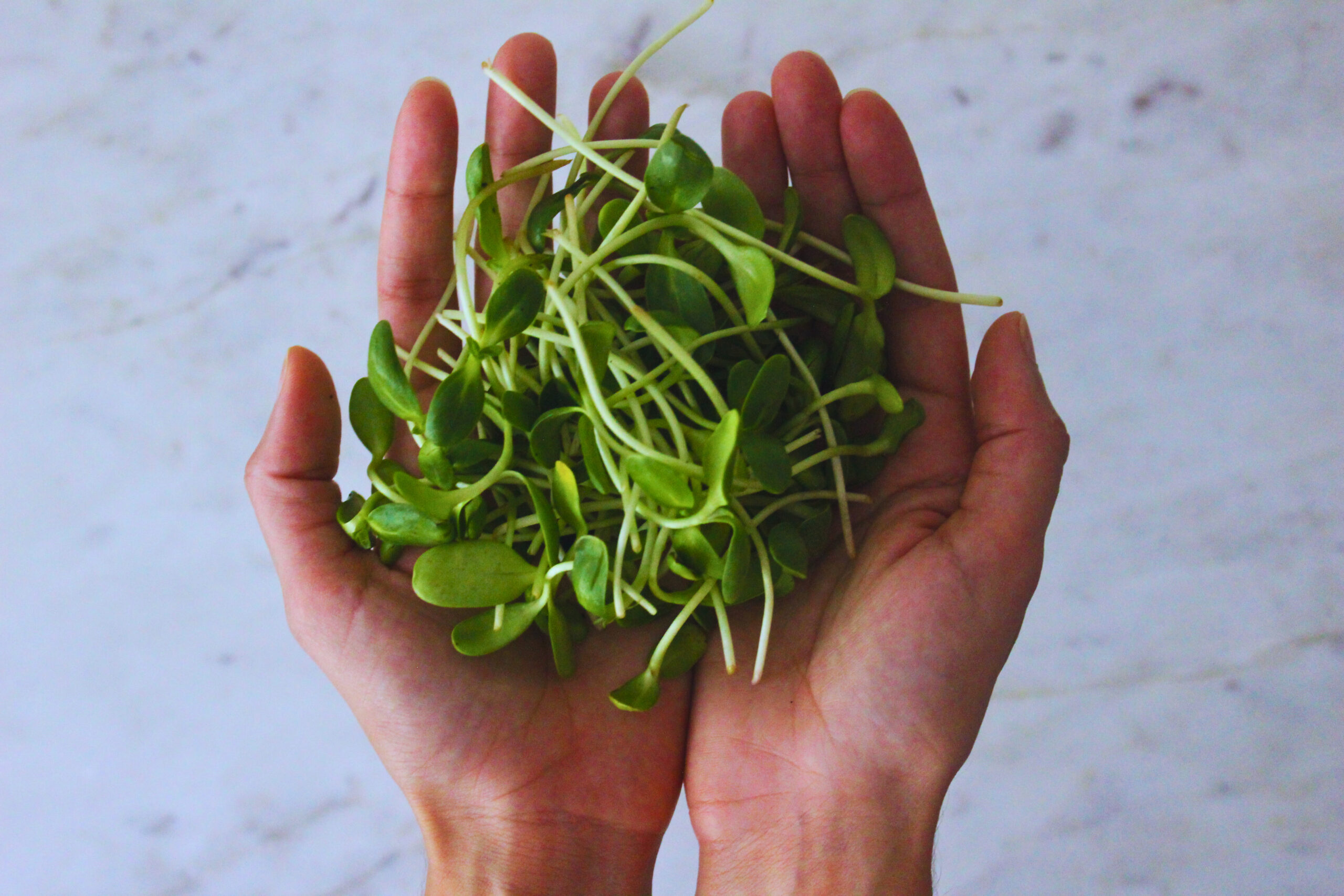 image of hands holding sprouted sunflower seeds