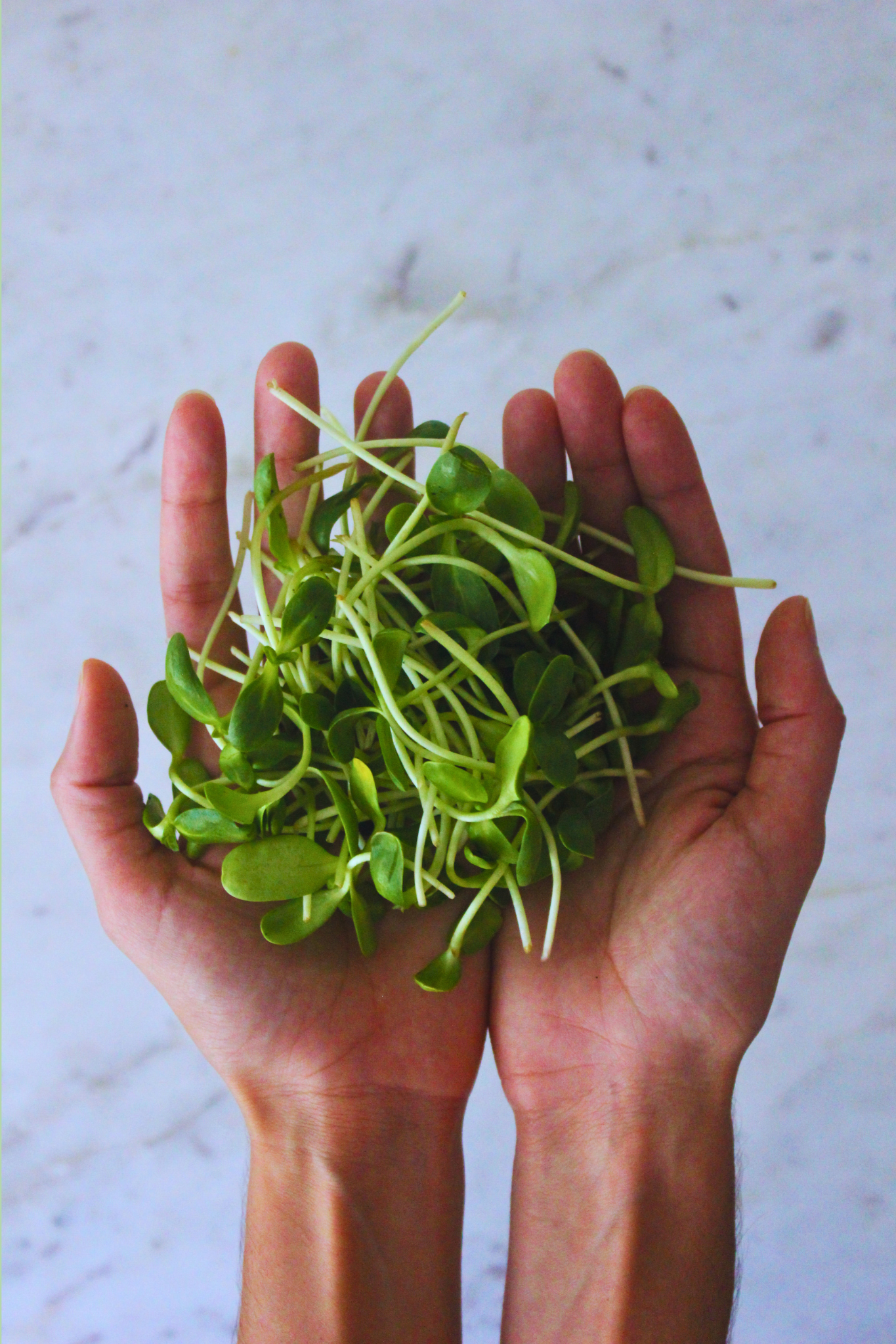 image of hands holding sprouted sunflower seeds, a plant based protein